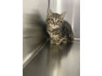 Adopt Hulu a Brown Tabby Domestic Shorthair / Mixed Breed (Medium) / Mixed