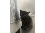 Adopt Tubi a All Black Domestic Shorthair / Domestic Shorthair / Mixed cat in