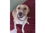 Adopt Marlo Mae a Brown/Chocolate Labrador Retriever / Mixed dog in Huntingdon