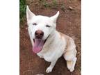 Adopt BLITZ a White Husky / Mixed Breed (Medium) / Mixed (short coat) dog in