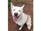 Adopt BLITZ a White Husky / Mixed dog in Greenville, GA (41401136)
