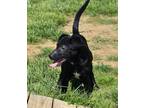 Adopt Sir Loin a Black Mixed Breed (Medium) / Mixed Breed (Medium) / Mixed