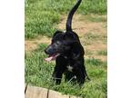 Adopt Sir Loin a Black Mixed Breed (Medium) / Mixed dog in Point Pleasant