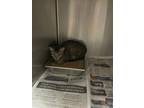 Adopt Maisey a Brown or Chocolate Domestic Shorthair / Domestic Shorthair /