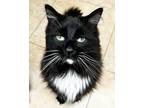 Adopt Barry a Black & White or Tuxedo Domestic Longhair / Mixed (long coat) cat