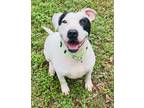 Adopt Candace a White American Staffordshire Terrier / Mixed Breed (Medium) /