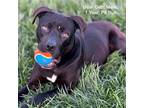 Adopt Bear a Black American Pit Bull Terrier / Mixed dog in Crowley Lake