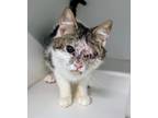Adopt Spy a White Domestic Shorthair / Domestic Shorthair / Mixed cat in