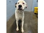 Adopt Cash (HW-) a White American Pit Bull Terrier / Mixed Breed (Medium) /