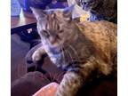 Adopt Olive a Tan or Fawn Domestic Mediumhair / Mixed (short coat) cat in Owego