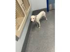 Adopt 55871497 a White Terrier (Unknown Type, Small) / Mixed dog in Greenville