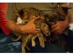 Adopt Kitten a Brown Tabby Tabby / Mixed (short coat) cat in Phoenix