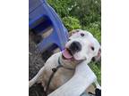 Adopt Michelle a White Mixed Breed (Large) / Mixed dog in Chamblee