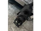 Adopt Clawdia a All Black Domestic Shorthair / Domestic Shorthair / Mixed cat in