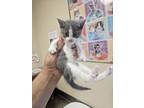 Adopt 55871459 a Gray or Blue Domestic Shorthair / Domestic Shorthair / Mixed
