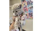 Adopt 55871435 a Gray or Blue (Mostly) Domestic Shorthair / Mixed Breed (Medium)