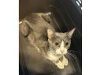 Adopt Zara a Gray or Blue Domestic Shorthair / Domestic Shorthair / Mixed cat in