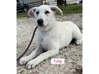 Adopt Tulip (in foster) a White German Shepherd Dog / Mixed dog in Pottstown