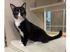 Adopt Shandy a Domestic Shorthair / Mixed cat in Lincoln, NE (41363225)