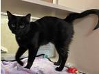 Adopt Karma a Domestic Shorthair / Mixed cat in Lincoln, NE (41363223)