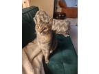 Adopt Sunshine a Gray or Blue Tabby / Mixed (short coat) cat in Mount Pleasant