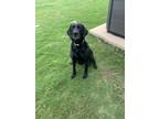 Adopt Maddux a Black Labrador Retriever / Mixed dog in Hutto, TX (41401017)
