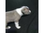 Mutt Puppy for sale in Bernie, MO, USA