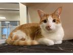 Adopt Zach a Domestic Shorthair / Mixed cat in Lincoln, NE (41371451)