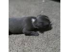 Mutt Puppy for sale in Bernie, MO, USA