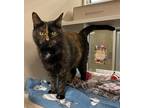 Adopt Juniper a Domestic Shorthair / Mixed cat in Lincoln, NE (41371444)