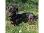 Dachshund Puppy for sale in Massillon, OH, USA