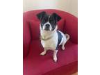 Adopt Dixie a White - with Black Jack Russell Terrier / Pug / Mixed dog in Santa