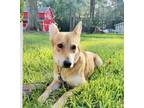 Adopt Betty a Tan/Yellow/Fawn Shiba Inu / Shiba Inu / Mixed dog in Spring