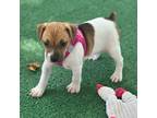 Parson Russell Terrier Puppy for sale in Konawa, OK, USA