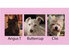 Adopt CLIO in CT a Tan/Yellow/Fawn Cairn Terrier / Mixed dog in Whitesboro