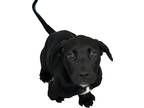 Adopt Louie a Black Labrador Retriever / Boykin Spaniel / Mixed dog in Auburn