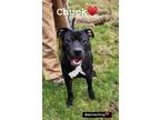 Adopt Chuck a Black - with White Pit Bull Terrier / Labrador Retriever / Mixed