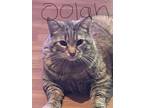 Adopt Oolah a Tan or Fawn Domestic Mediumhair / Mixed (medium coat) cat in