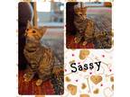 Adopt Sassy a Brown Tabby Domestic Shorthair (short coat) cat in Tri State Area