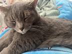 Adopt Gabe a Gray or Blue Russian Blue / Mixed (short coat) cat in Carlsbad