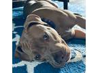 Adopt Blue a Red/Golden/Orange/Chestnut Pit Bull Terrier / Mixed dog in
