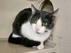 Adopt Gracie a Black & White or Tuxedo Domestic Shorthair (short coat) cat in