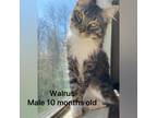 Adopt Walrus a Brown Tabby Domestic Mediumhair (medium coat) cat in Springfield