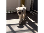 Adopt Jethro a Tan/Yellow/Fawn Wheaten Terrier / Mixed dog in E.