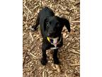 Adopt Magnolia a Black Retriever (Unknown Type) / Mixed dog in Gainesville