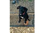 Adopt Tina a Black Golden Retriever / Mixed Breed (Medium) / Mixed (short coat)