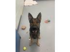 Adopt Hershey a Black German Shepherd Dog / Mixed dog in Gulfport, MS (41204760)