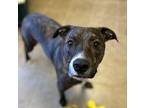 Adopt Kane a Mixed Breed (Large) / Mixed dog in Duluth, MN (41400887)