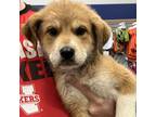 Adopt Jules a Tan/Yellow/Fawn Mixed Breed (Large) / Mixed dog in Beatrice