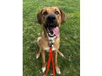 Adopt Blaze a Tan/Yellow/Fawn Great Dane / Mixed Breed (Medium) / Mixed (short